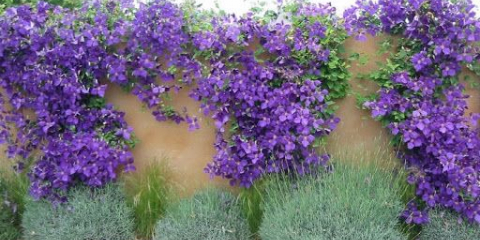 Jak používat clematis v krajinářském designu - s tím, co je kombinovat